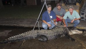 JT Dailey, left, Michael Montee, middle, and Craig Gamble, right, pose in front of their 12-foot, 483-pound alligator. This alligator was the first gator caught this season.