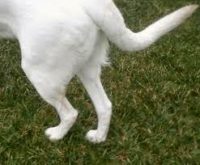 dogs hind leg