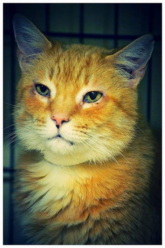 frankie