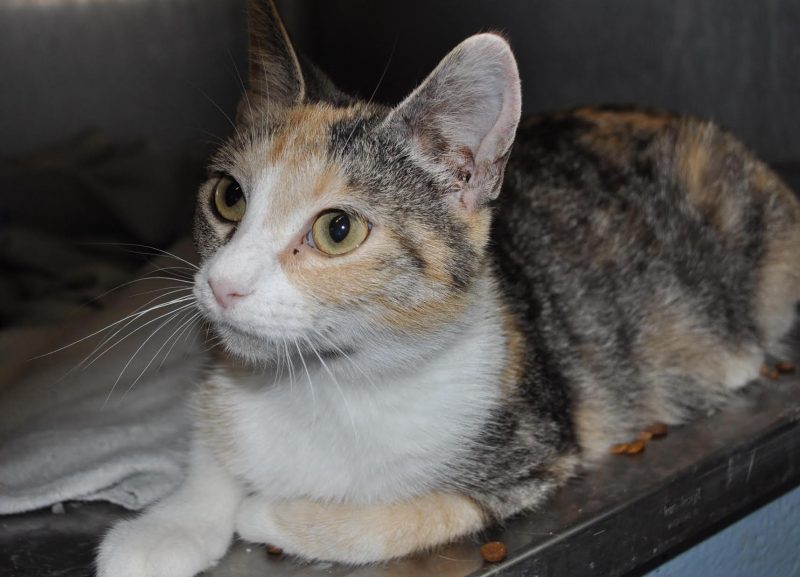 roxanne