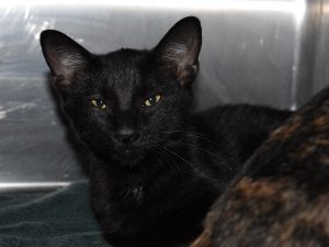 kobi