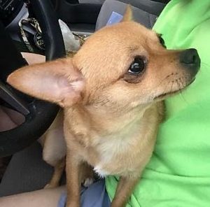 pixie