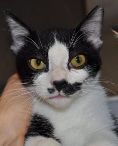stache