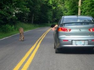 shen-deer-on-road-rlj