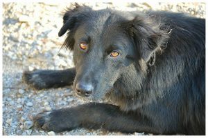 blackie