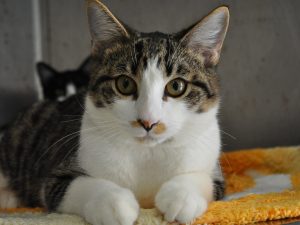 callie-boy