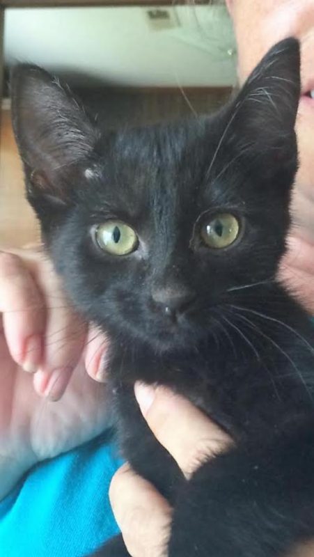 cleopatra