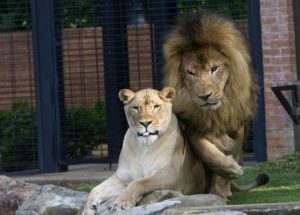 leo-and-una