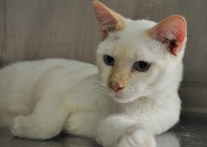 linus