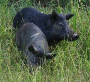 hog