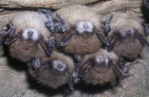 bats-with-white-nose-syndrome