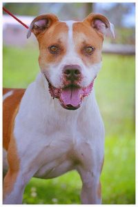 boscoe