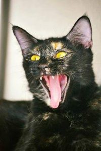 tori