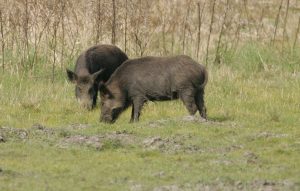 Feral pigs cause damage to agricultural crops and trees. Photo courtesy of the U.S. Fish and Wildlife Service. Two feral pigs Alabama DNR Stay Connected with the Alabama Department of Conservation & Natural Resources: Facebook Twitter Youtube LinkedIn RSS Govdelivery SUBSCRIBER SERVICES: Manage Subscriptions | Unsubscribe All | Help This email was sent to qcdnews@gmail.com using GovDelivery, on behalf of: Alabama Department of Conservation & Natural Resources · 64 N. Union Street · Montgomery, AL 36130 Powered by GovDelivery 