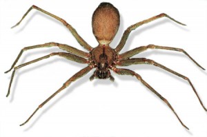 brown_recluse2-300×199
