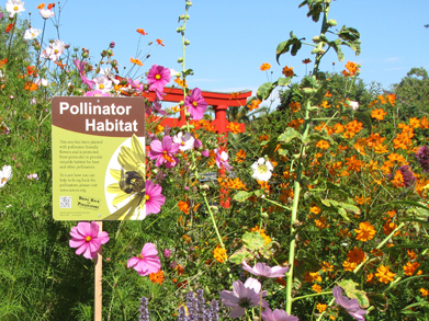 pollinator_garden_web_235