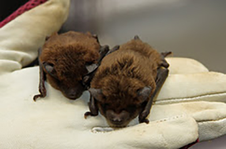 Southeastern 'Bat Blitz' returns to Alabama - Alabama News Center