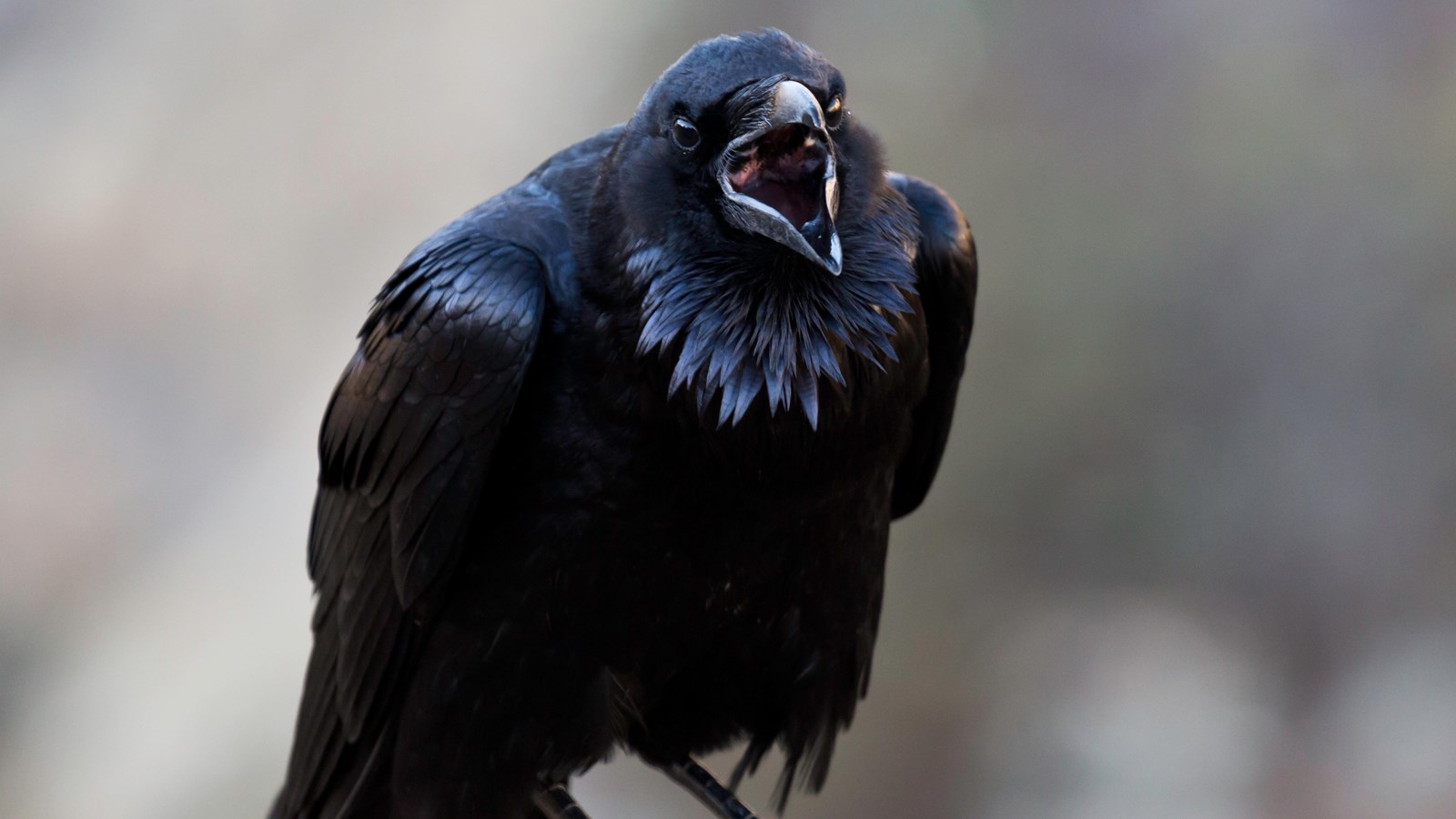 Did You Know? Ravens can remember human faces – Quad Cities Daily
