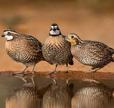 Uphill Battle Continues on Bobwhite Quail – Quad Cities Daily