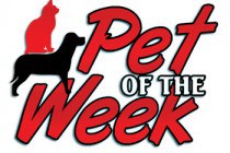 Pet-of-the-Week3colweb1-210×140-1